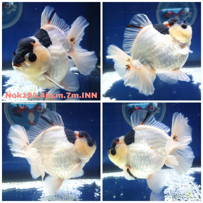 H(NOK-194) Thai Panda Short Tail Oranda 4.00 inch Body Male 7 Months Age