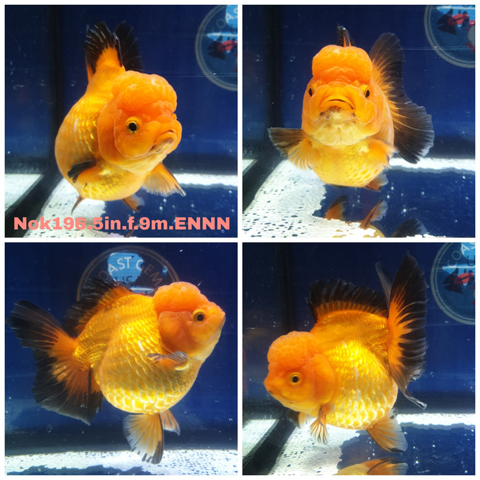 (NOK-196) Thai Jumbo Apache Oranda 5.00 inch Body Female 9 Months Age