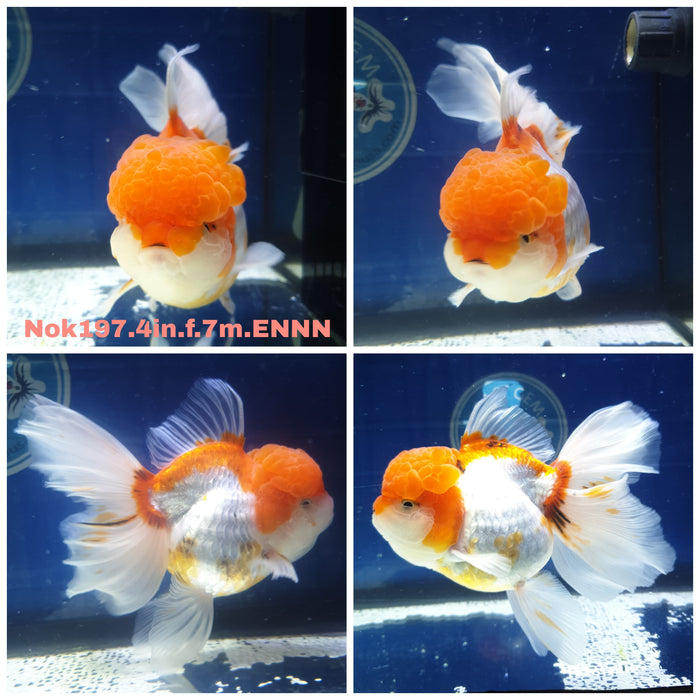 (NOK-197) Thai Red/White Orchid Tail Oranda 4.00 inch Body Female 7 Months Age