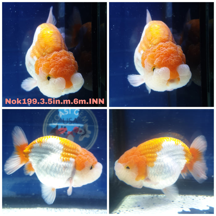 H(NOK-199) Thai Red/White Ranchu 3.50 inch Body Male 6 Months Age