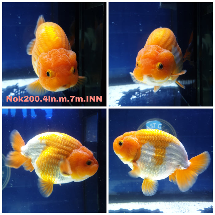 X(NOK-200) Thai Red/White Ranchu 4.00 inch Body Male 7 Months Age