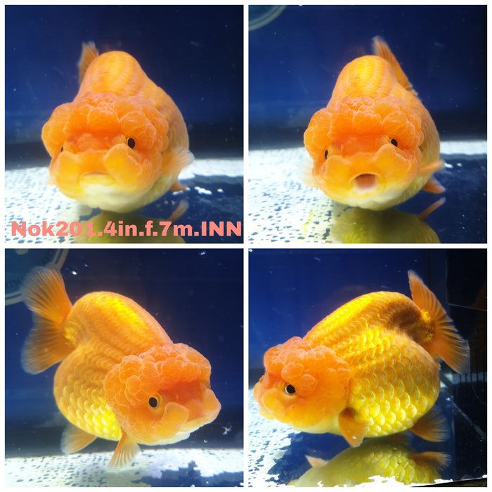 (NOK-201) Thai Red Ranchu 4.00 inch Body Female 7 Months Age