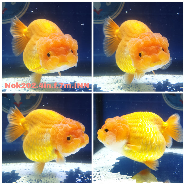 H(NOK-202) Thai Red Ranchu 4.00 inch Body Female 7 Months Age