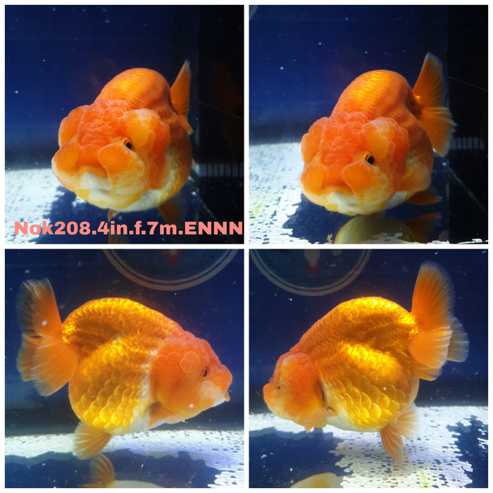 (NOK-208) Thai Red/White Ranchu 4.00 inch Body Female 7 Months Age