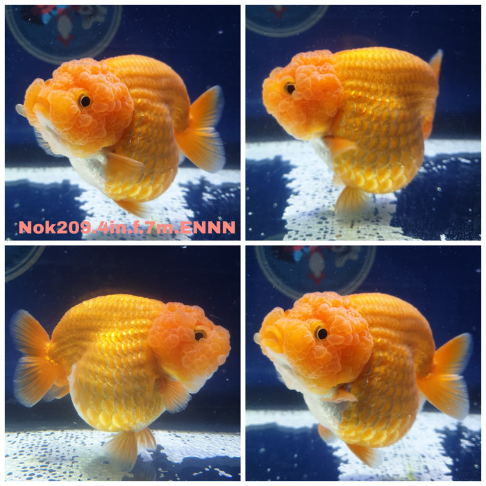 (NOK-209) Thai Red/White Ranchu 4.00 inch Body Female 7 Months Age