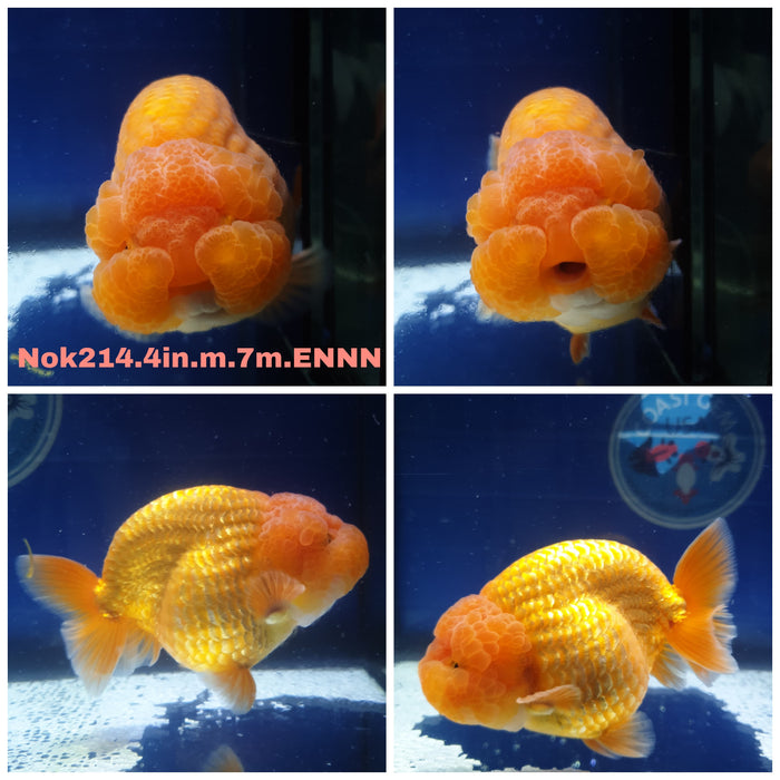 (NOK-214) Thai Red Ranchu 4.00 inch Body Male 7 Months Age