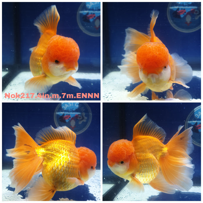 H(NOK-217) Thai Red/White Orchid Tail Oranda 4.00 inch Body Male 7 Months Age