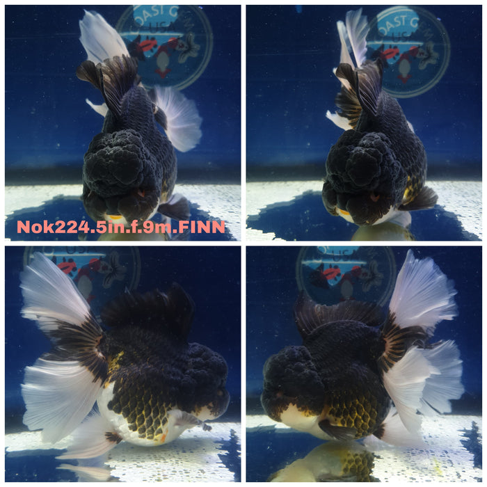 (NOK-224) Thai Jumbo Panda Orchid Tail Oranda 5.00 inch Body Female 9 Months Age