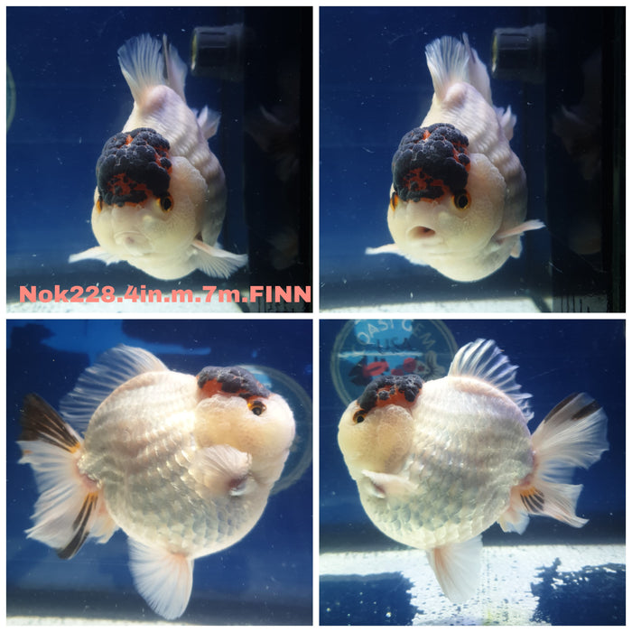 x(NOK-228) Thai Tri Color Short Tail Oranda 4.00 inch Body Male 7 Months Age