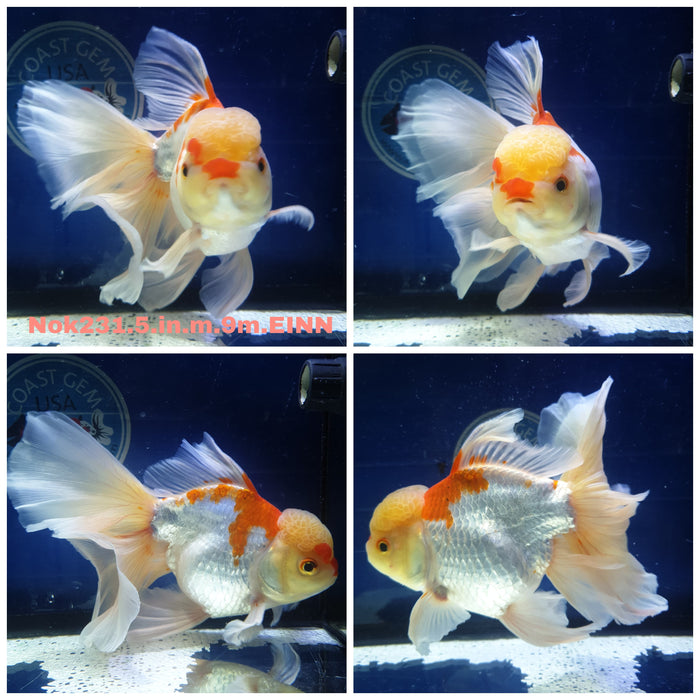 H(NOK-231) Thai Jumbo Red/White Orchid Tail Oranda 5.00 inch Body Male 9 Months Age