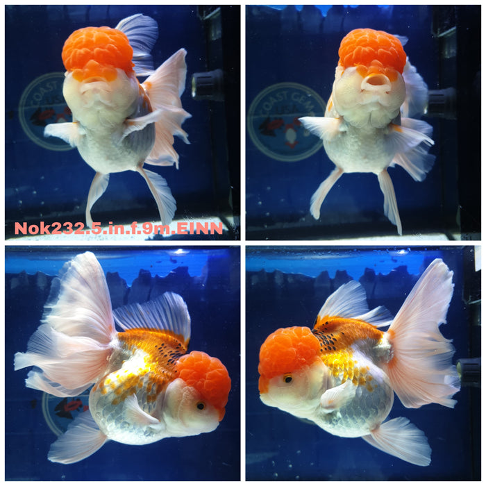 X(NOK-232) Thai Jumbo Red/White Orchid Tail Oranda 5.00 inch Body Female 9 Months Age