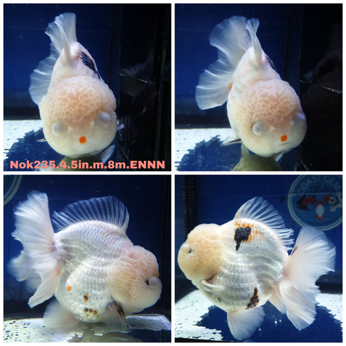 (NOK-235) Thai Jumbo Lemon Head Oranda 4.50 inch Body Male 8 Months Age