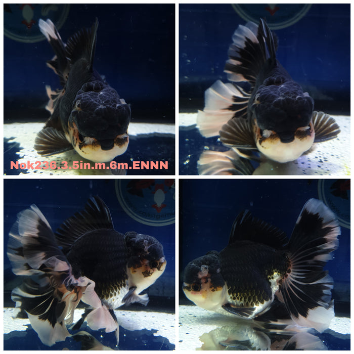 H(NOK-236) Thai Tri Color Orchid Tail Oranda 3.50 inch Body Male 6 Months Age