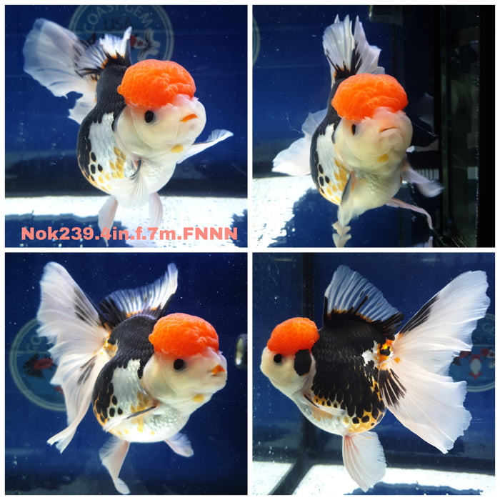 H(NOK-239) Thai Tri Color Orchid Tail Oranda 4.00 inch Body Female 7 Months Age