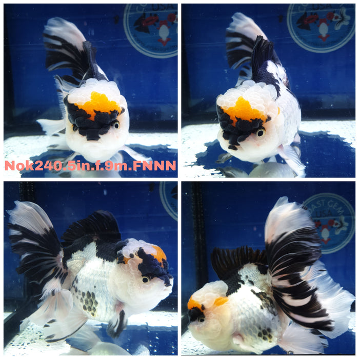 H(NOK-240) Thai Jumbo Tri Color Orchid Tail Oranda 5.00 inch Body Female 9 Months Age