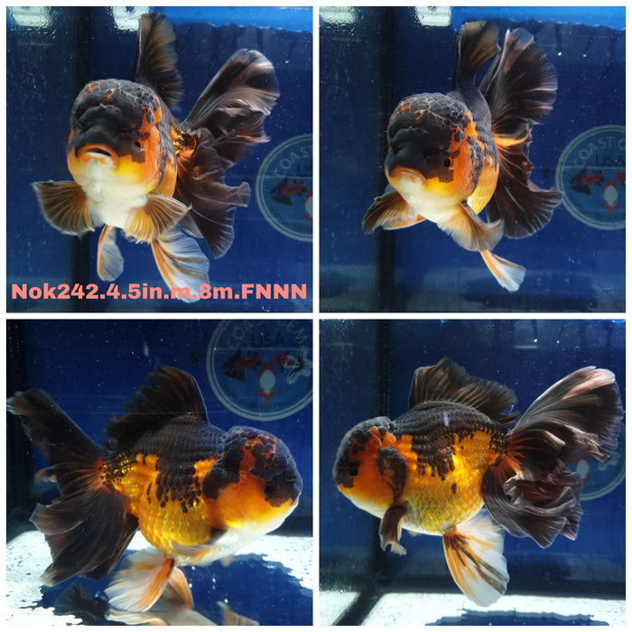 H(NOK-242) Thai Jumbo Apache Orchid Tail Oranda 4.50 inch Body Male 8 Months Age