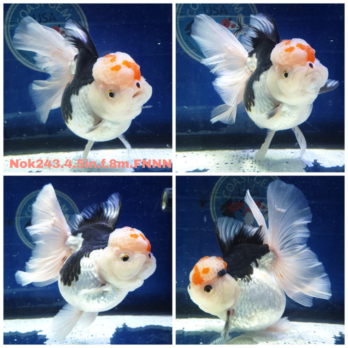 H(NOK-243) Thai Jumbo Tri Color Orchid Tail Oranda 4.50 inch Body Female 8 Months Age