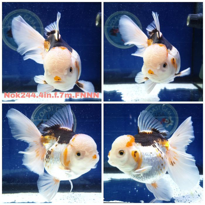 X(NOK-244) Thai Tri Color Orchid Tail Oranda 4.00 inch Body Female 7 Months Age