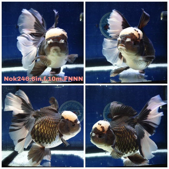 H(NOK-246) Thai Jumbo Panda Orchid Tail Oranda 6.00 inch Body Female 10 Months Age