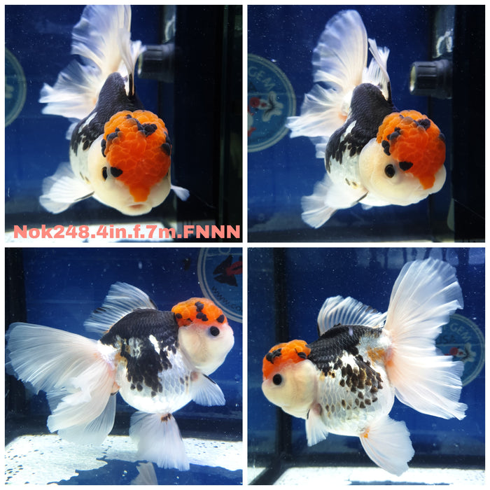 H(NOK-248) Thai Tri Color Orchid Tail Oranda 4.00 inch Body Female 7 Months Age