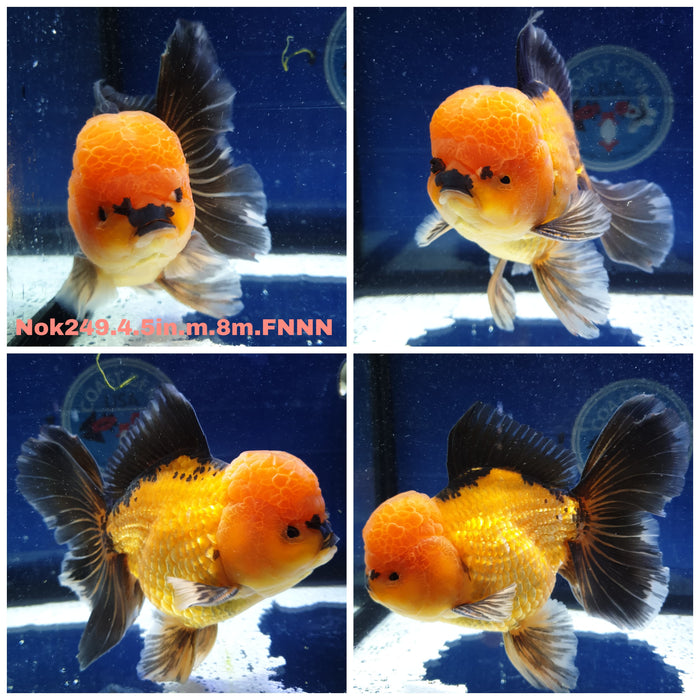 (NOK-249) Thai Jumbo Apache Orchid Tail Oranda 4.50 inch Body Male 8 Months Age