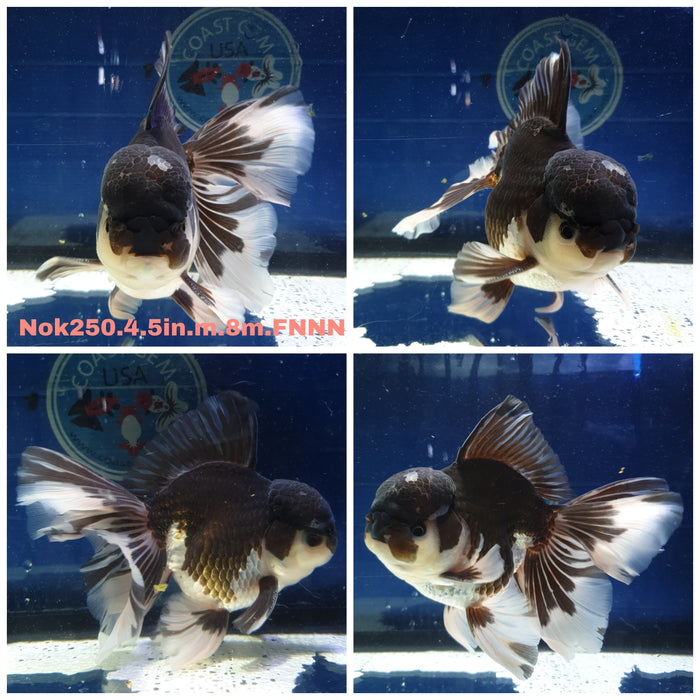 X(NOK-250) Thai Jumbo Panda Orchid Tail Oranda 4.50 inch Body Male 8 Months Age