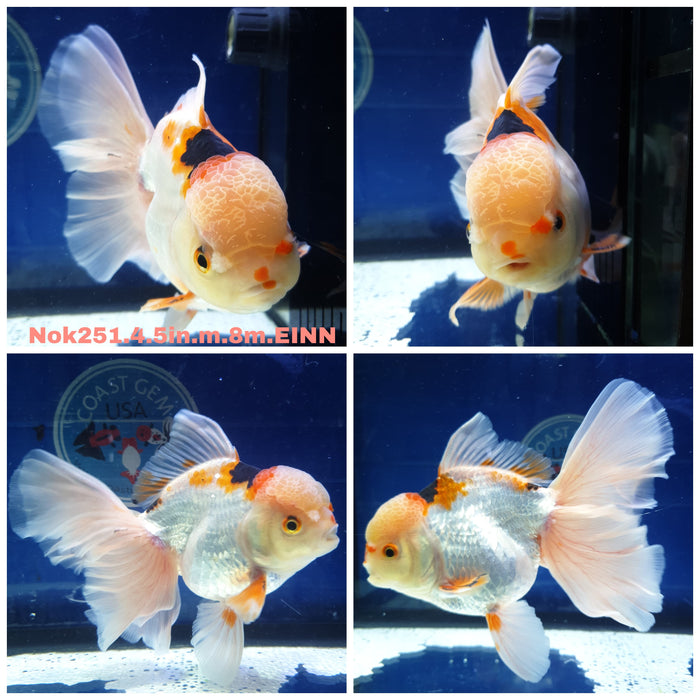 H(NOK-251) Thai Jumbo Tri Color Orchid Tail Oranda 4.50 inch Body Male 8 Months Age