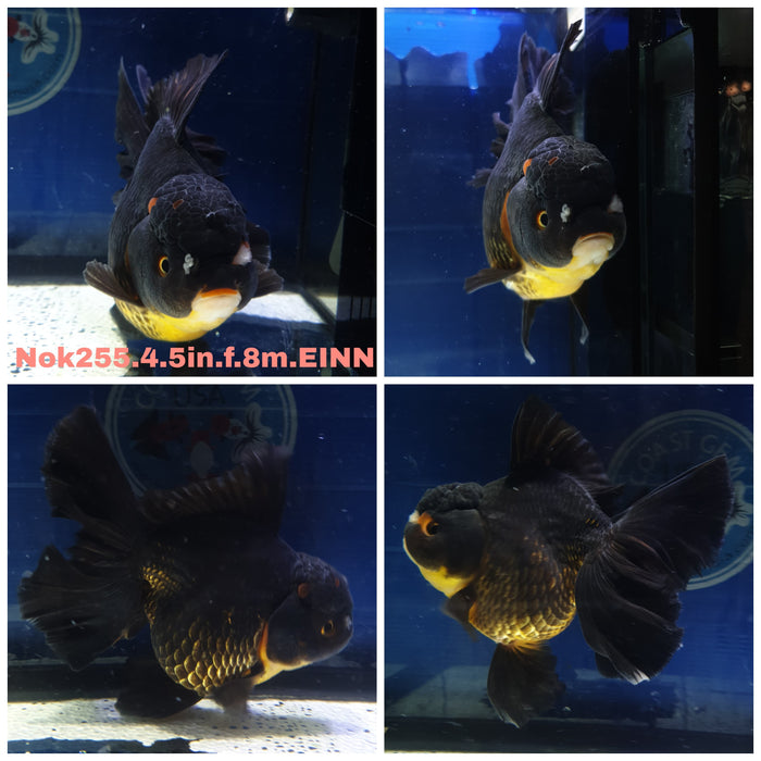 Live Fancy Goldfish Thai Giant Breed Orchid Tail Black Oranda 2.00 inch Body (NNN-1353)R1A04