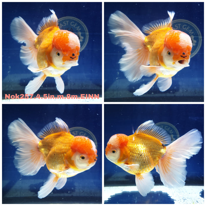 (NOK-257) Thai Jumbo Red/White Orchid Tail Oranda 4.50 inch Body Male 8 Months Age