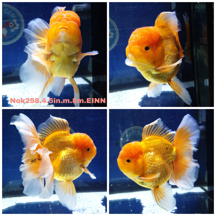 X(NOK-258) Thai Jumbo Red/White Orchid Tail Oranda 4.50 inch Body Male 8 Months Age