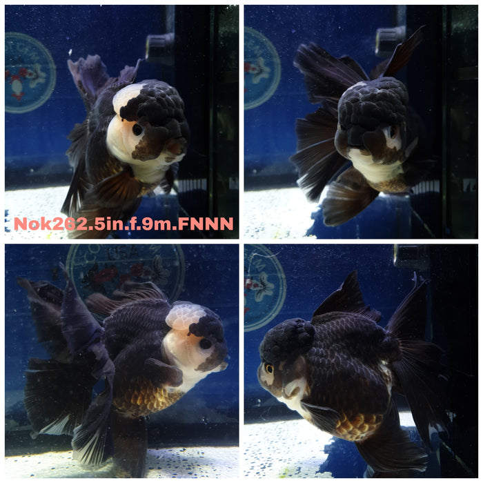 (NOK-262) Thai Jumbo Panda Orchid Tail Oranda 5.00 inch Body Female 9 Months Age