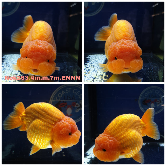 (NOK-263) Thai Red Ranchu 4.00 inch Body Male 7 Months Age