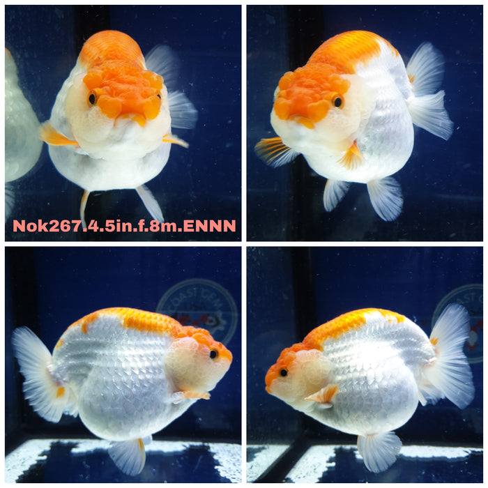 (NOK-267) Thai Jumbo Red/White Ranchu 4.50 inch Body Female 8 Months Age