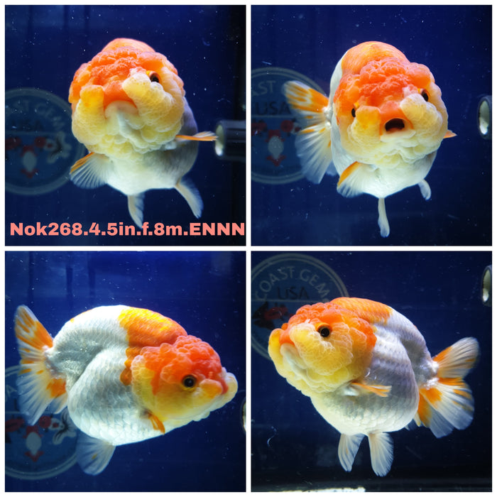 (NOK-268) Thai Jumbo Red/White Ranchu 4.50 inch Body Female 8 Months Age