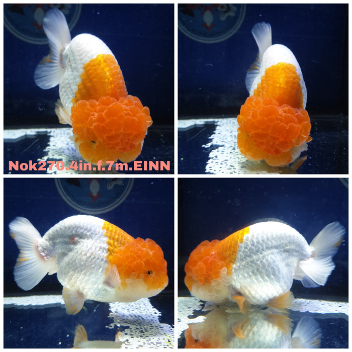 (NOK-270) Thai Red/White Ranchu 4.00 inch Body Female 7 Months Age