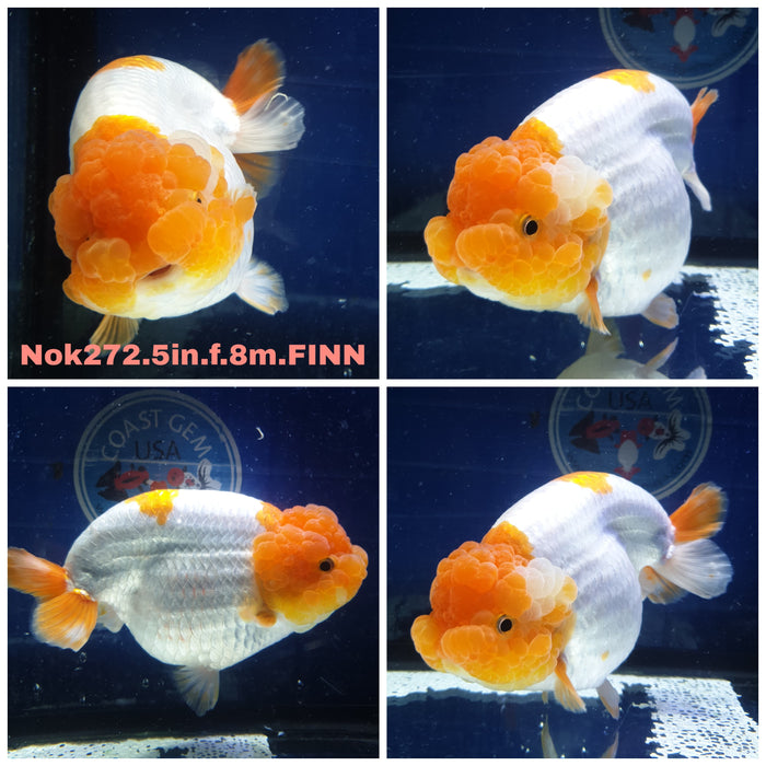 R1B09(NOK-272) Thai Jumbo Red/White Ranchu 5.00 inch Body Female 8 Months Age