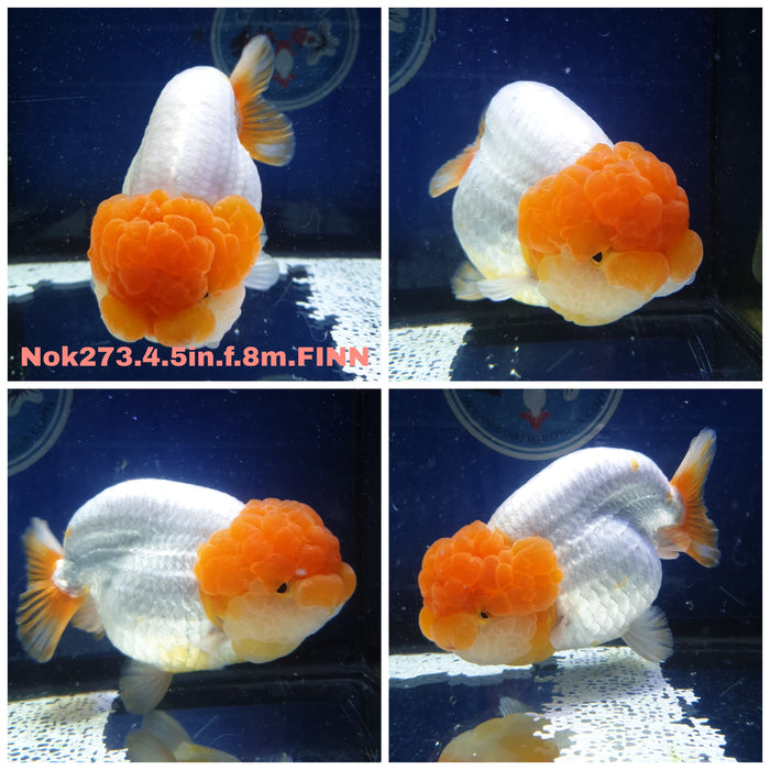 (NOK-273) Thai Jumbo Red/White Ranchu 4.50 inch Body Female 8 Months Age