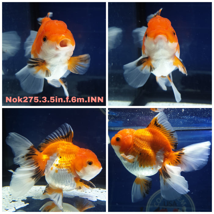 R1B12(NNN-275) Thai Tri Color Orchid Tail Oranda 3.50 inch Body Female 6 Months Age