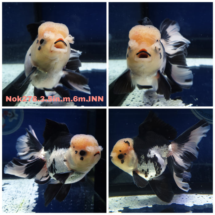 R1B12(NOK-278) Thai Panda Orchid Tail Oranda 3.50 inch Body Male 6 Months Age