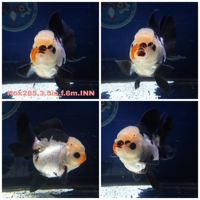 H(NOK-285) Thai Tri Color Oranda 3.50 inch Body Female 6 Months Age