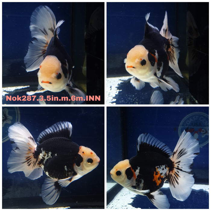 H(NOK-287) Thai Tri Color Orchid Tail Oranda 3.50 inch Body Male 6 Months Age