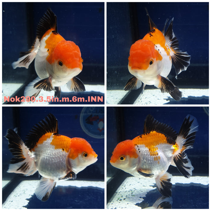 R1B12(NNN-290) Thai Tri Color Orchid Tail Oranda 3.50 inch Body Male 6 Months Age