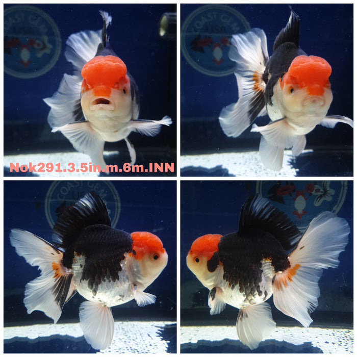 R1B12(NNN-291) Thai Tri Color Orchid Tail Oranda 3.50 inch Body Male 6 Months Age