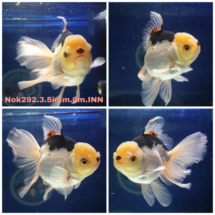 (NOK-292) Thai Tri Color Orchid Tail Oranda 3.50 inch Body Male 6 Months Age