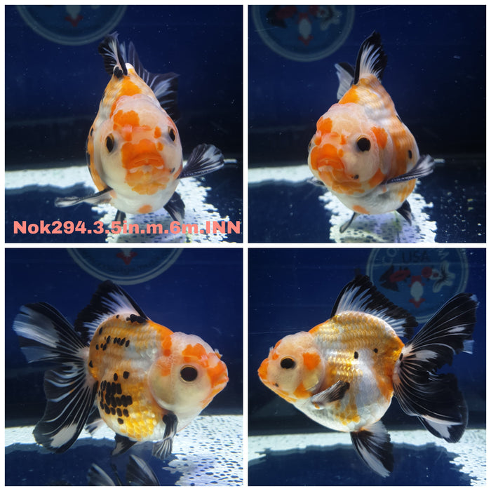 R1B11(NOK-294) Thai Tri Color Oranda 3.50 inch Body Male 6 Months Age