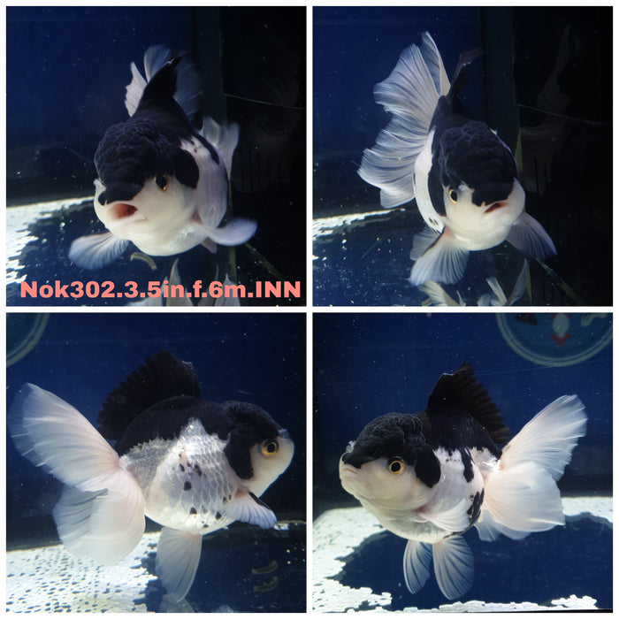 H(NOK-302) Thai Panda Orchid Tail Oranda 3.50 inch Body Female 6 Months Age