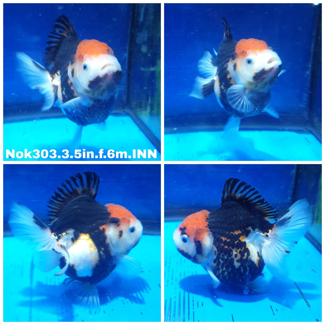 (NOK-303) Thai Tri Color Oranda 3.50 inch Body  Female 6 Months Age