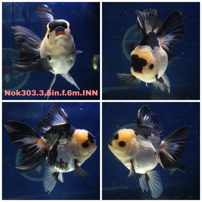 (NOK-303) Thai Panda Orchid Tail Oranda 3.50 inch Body Female 6 Months Age