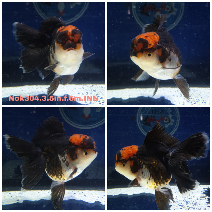 (NOK-304) Thai Tri Color Oranda Orchid Tail 3.50 inch Body Female 6 Months Age