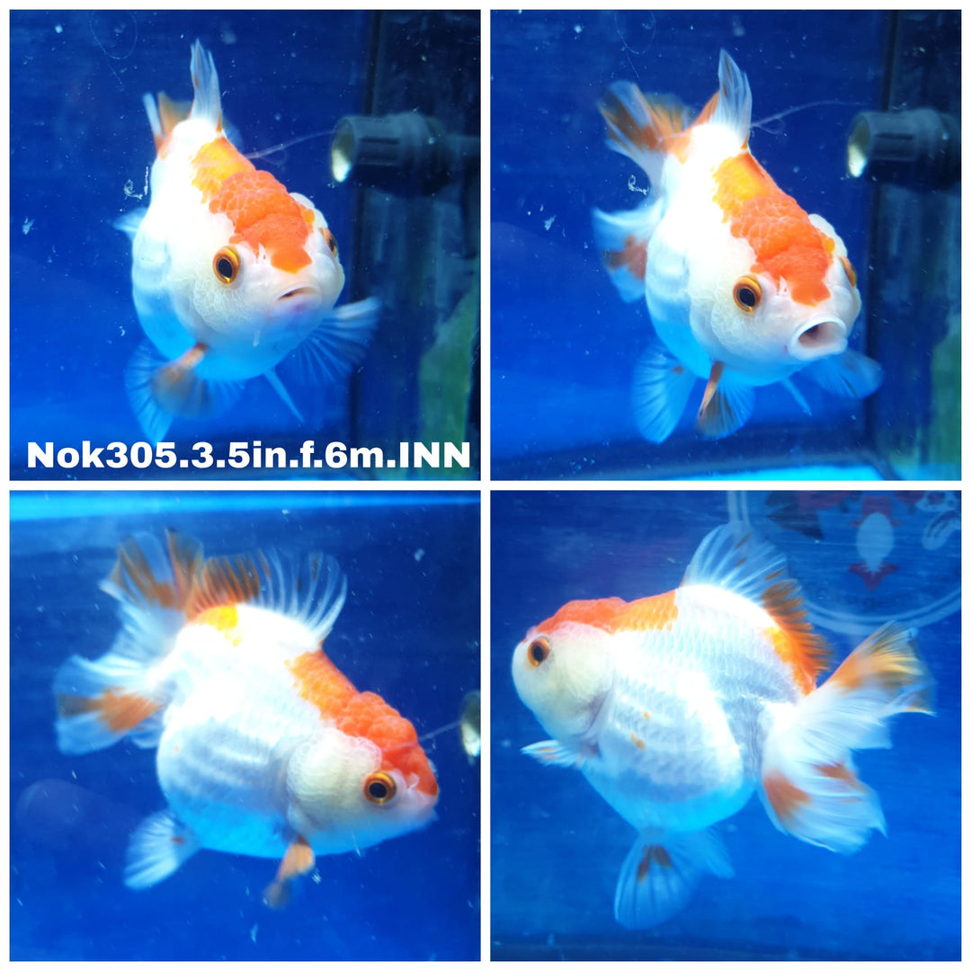 (NOK-305) Thai Red/White Oranda 3.50 inch Body  Female 6 Months Age